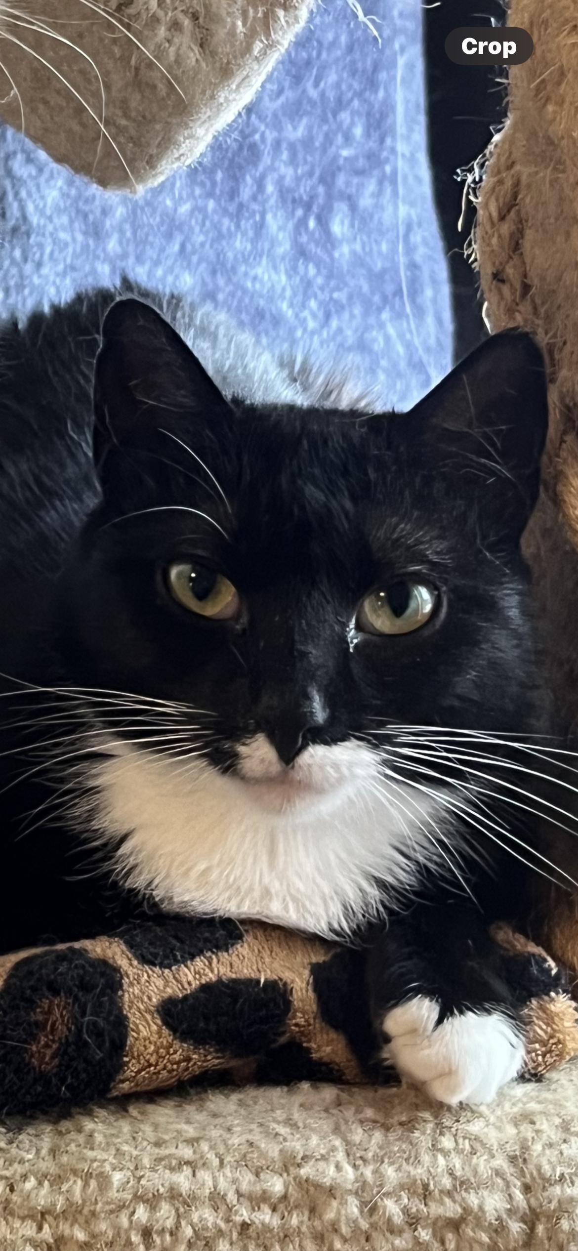 Enlarge Sylvie, a Adoptable Tuxedo in Baltimore, MD image 1/6