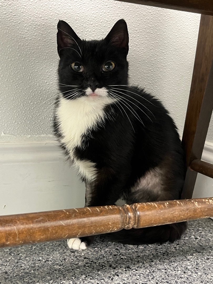 Enlarge Sylvie, a Adoptable Tuxedo in Baltimore, MD image 6/6
