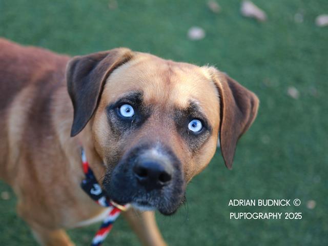 Enlarge HAWK, a Adoptable Mixed Breed in Nashville, TN image 1/1