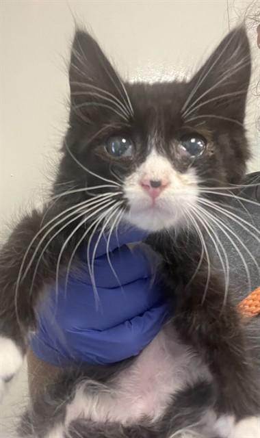 DEXTER - ADOPTION PENDING, Adoptable, Young Male Domestic Short Hair.