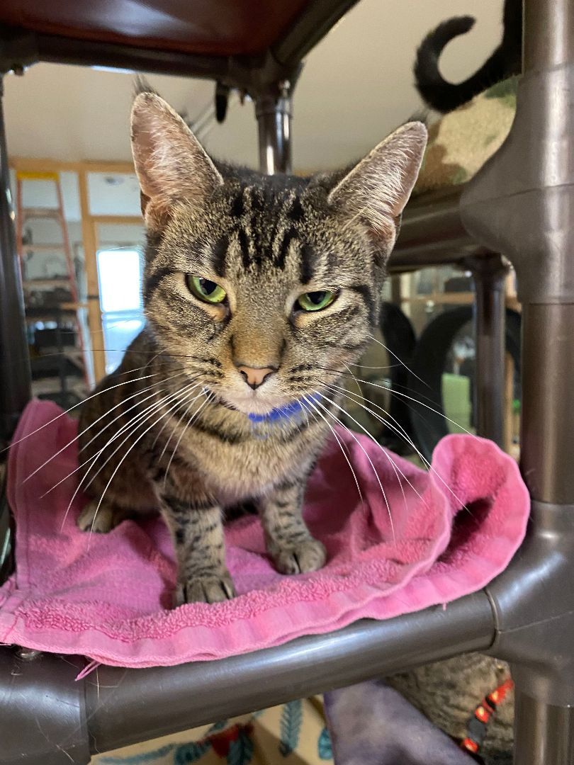 Kylie, a Adoptable Domestic Short Hair in Peru, IN image 1/5