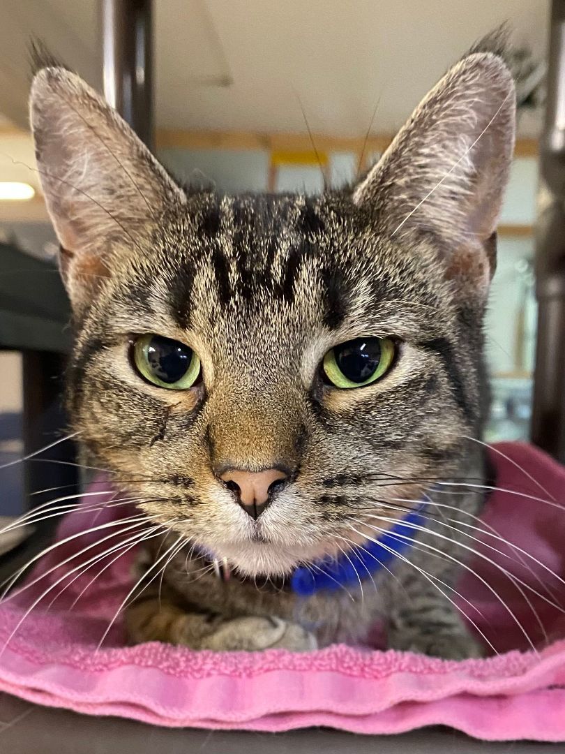 Kylie, a Adoptable Domestic Short Hair in Peru, IN image 2/5