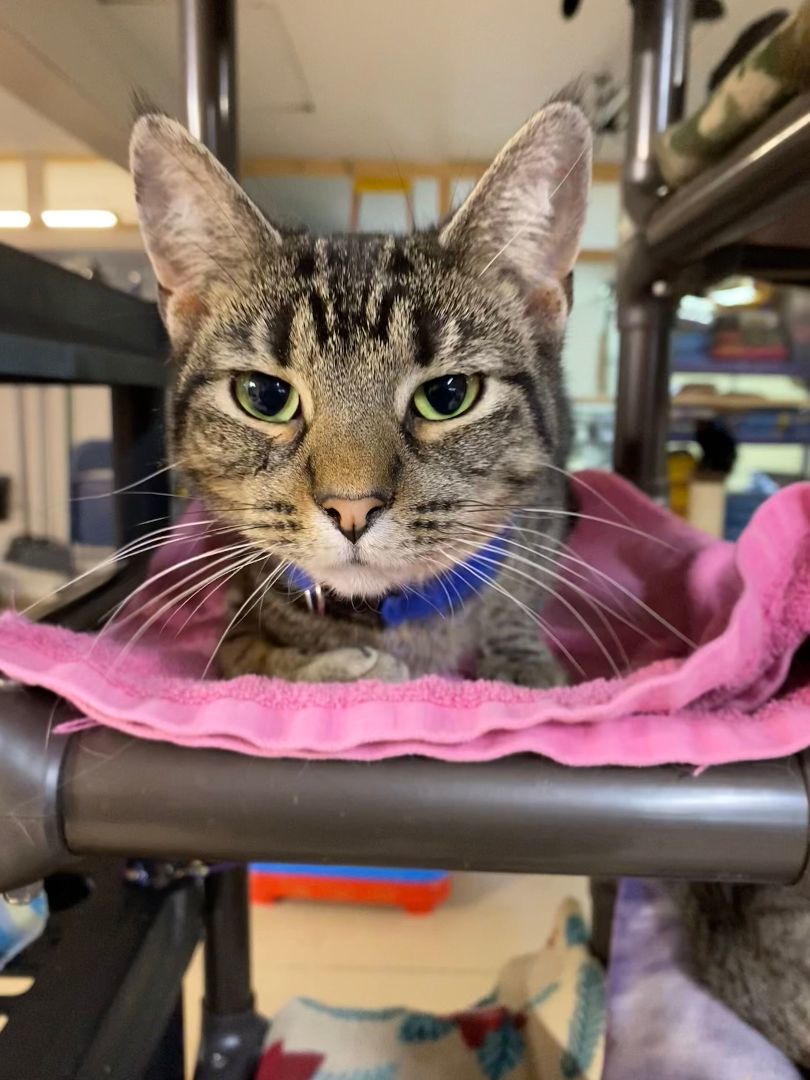 Kylie, a Adoptable Domestic Short Hair in Peru, IN image 4/5