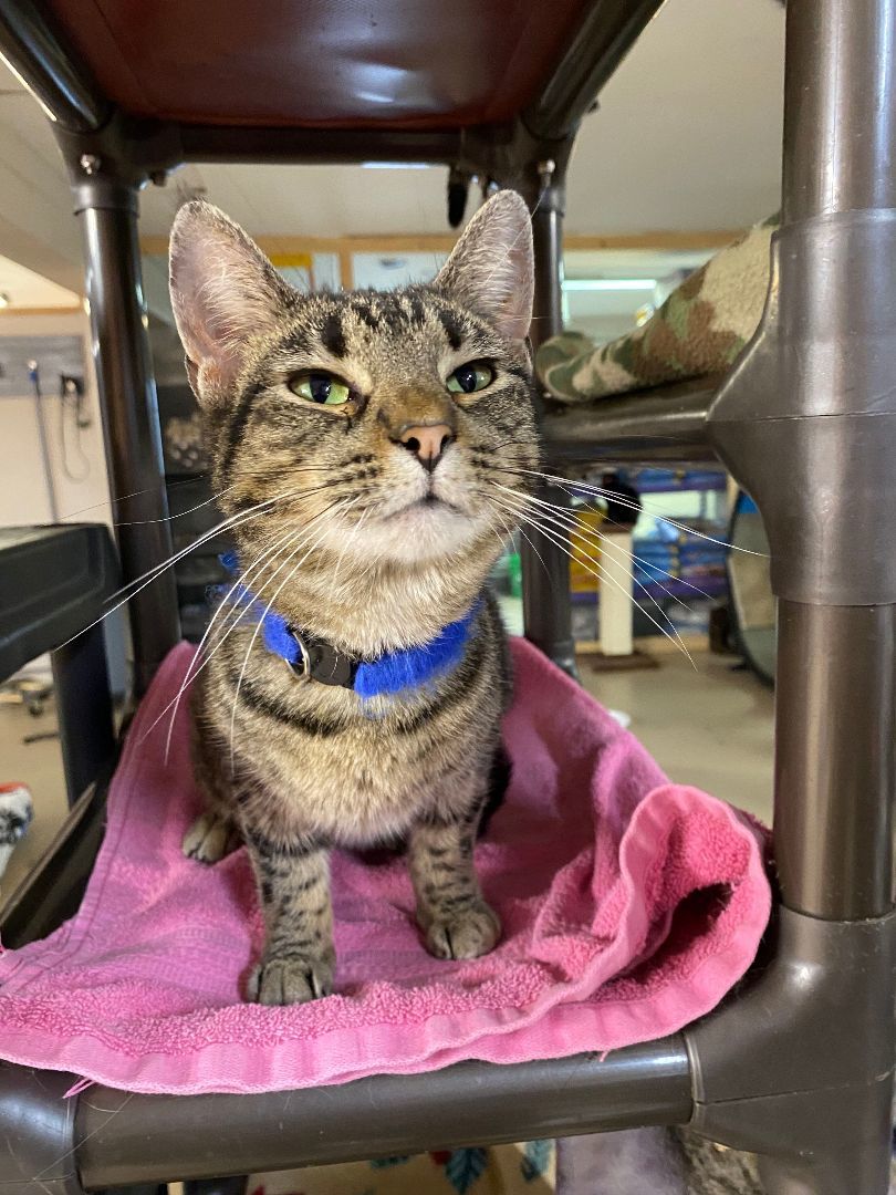 Kylie, a Adoptable Domestic Short Hair in Peru, IN image 5/5