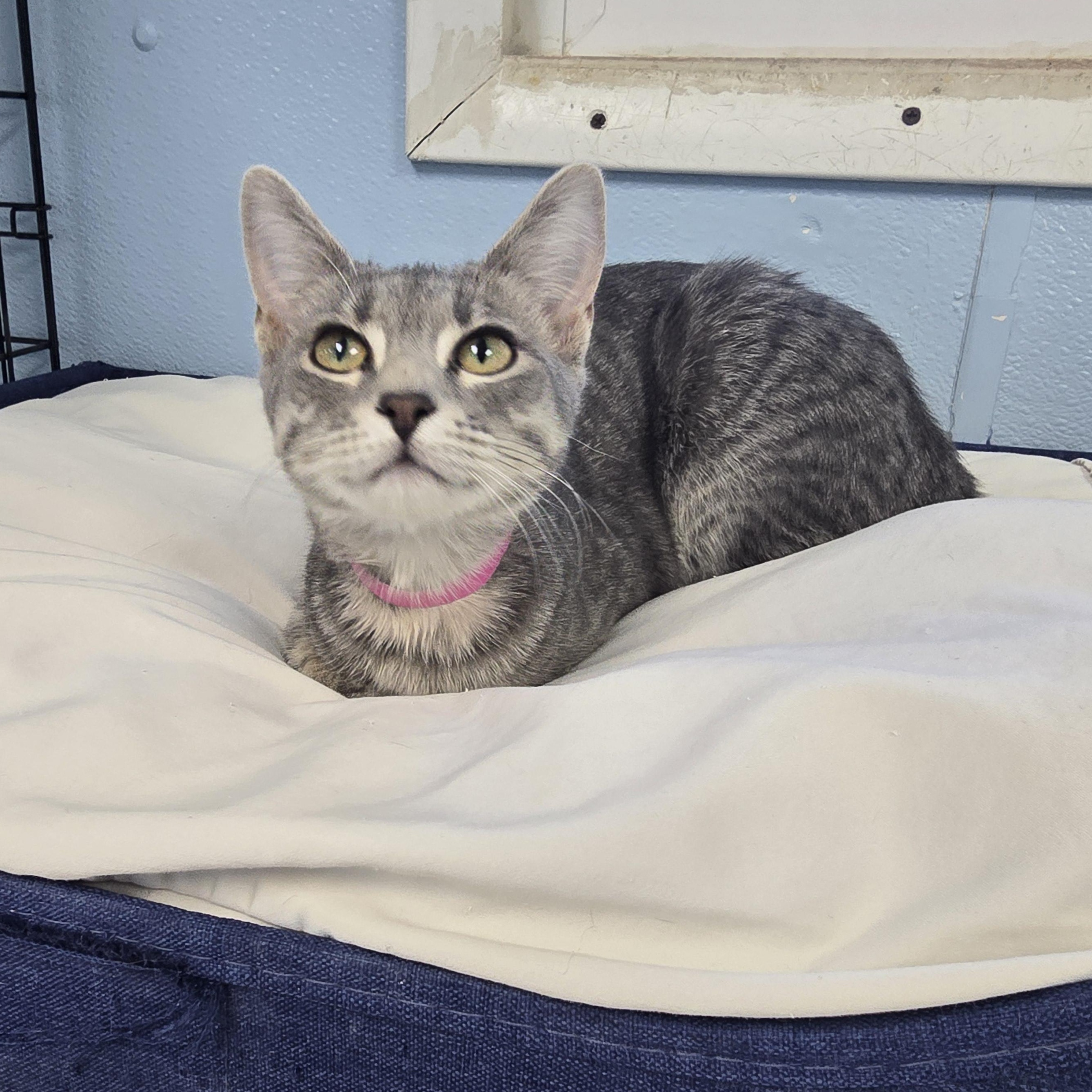 Enlarge Nala, an adopted Domestic Short Hair in Farmington, MO image 1/1