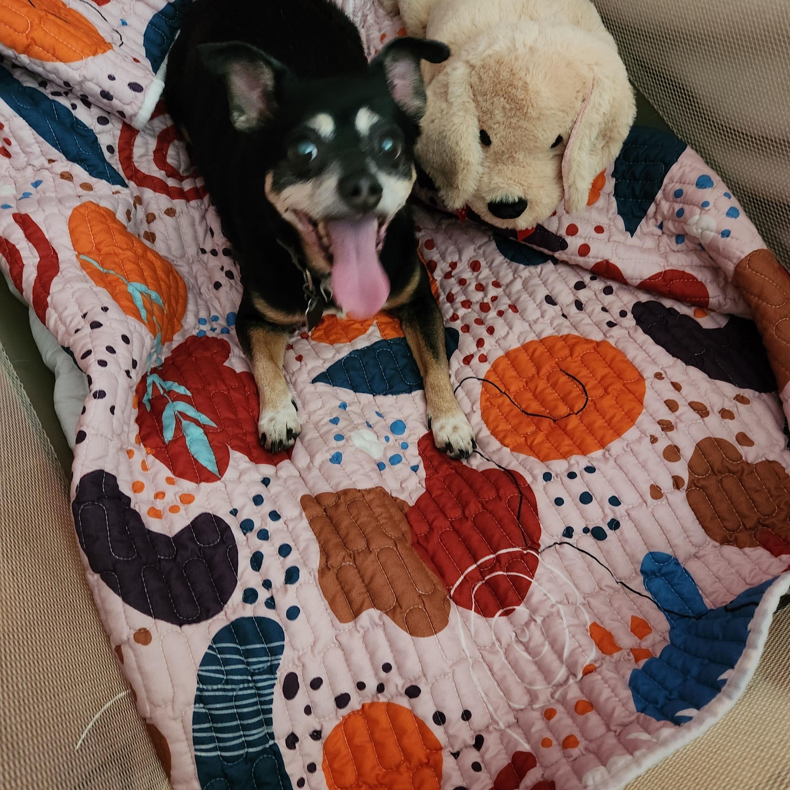 Gracie, ADOPTABLE, Senior Female Chihuahua.