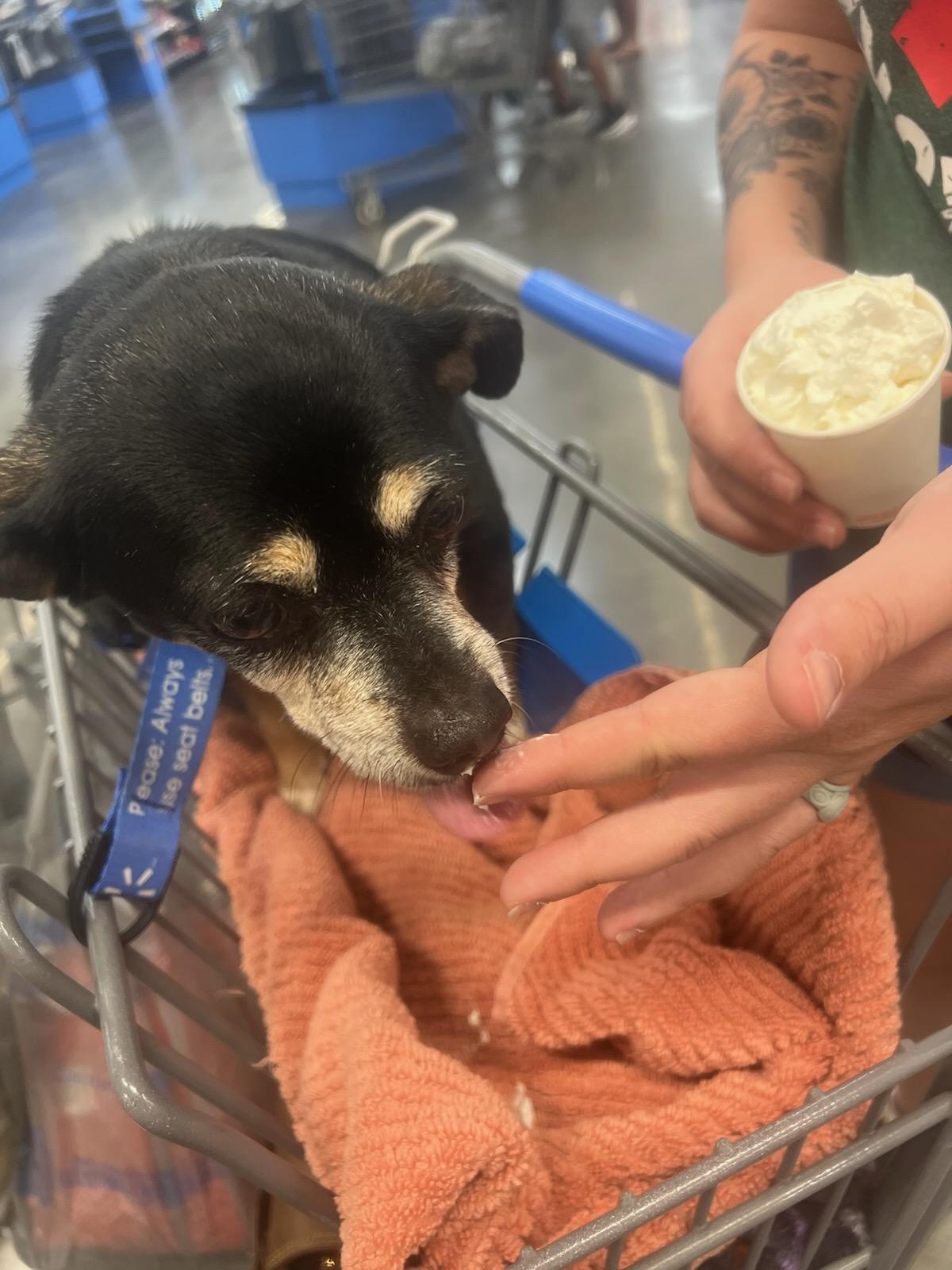 Gracie, a ADOPTABLE Chihuahua in Conway, SC image 4/4