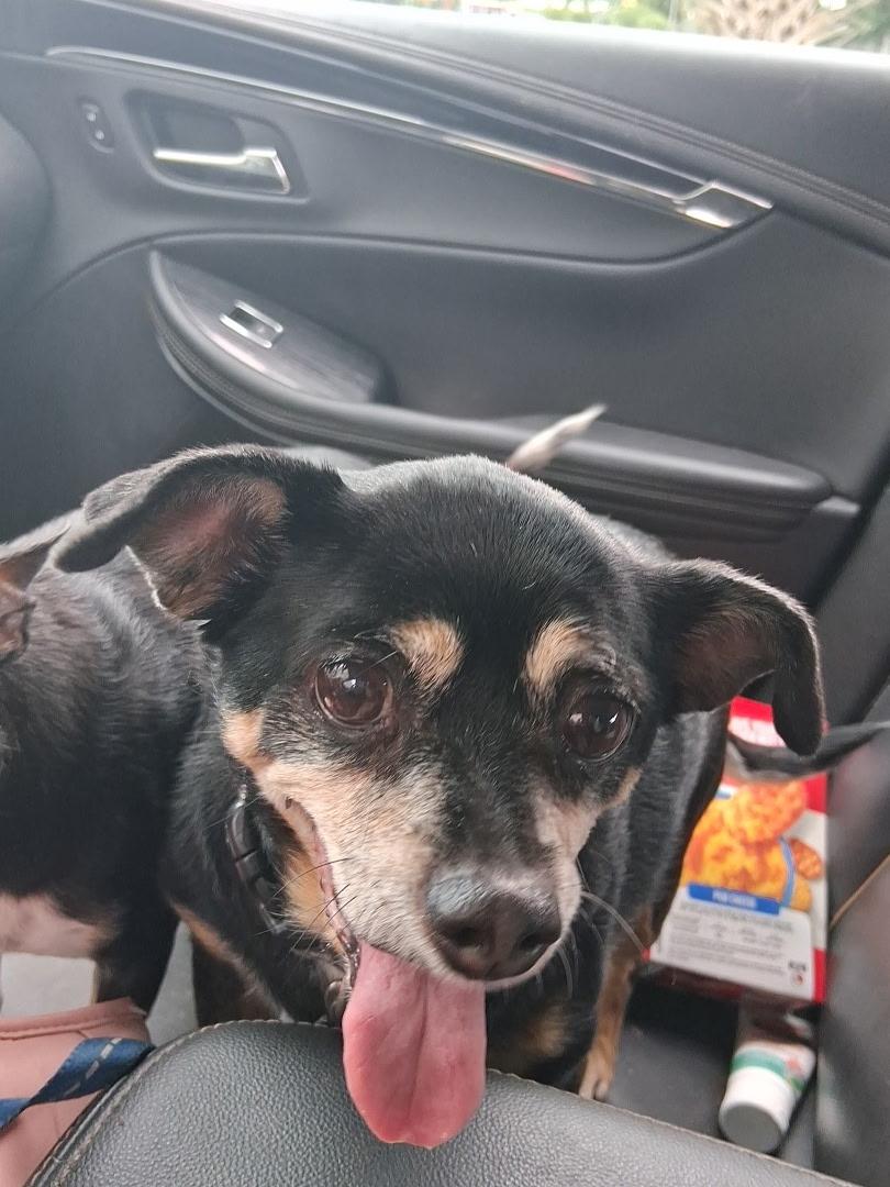 Gracie, a ADOPTABLE Chihuahua in Conway, SC image 2/4