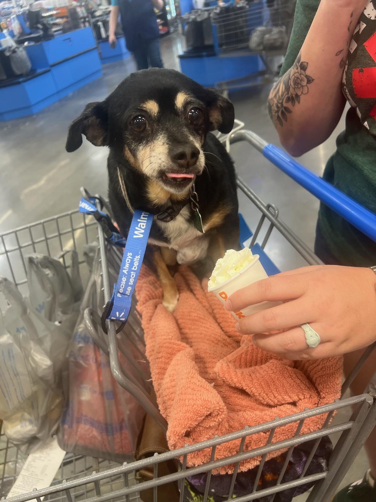 Gracie, a ADOPTABLE Chihuahua in Conway, SC image 3/4