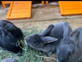 Bonded Trio-Fern (Male), Gambol (Male), Mother Nature (Female), Adult Male Bunny Rabbit