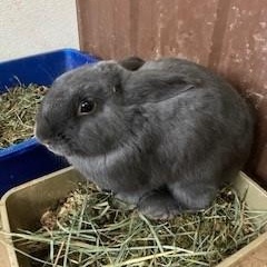 Enlarge Bonded pair Gambol (Male), Mother Nature (Female), a Adoptable Bunny Rabbit in Quilcene, WA image 4/4
