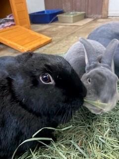 Enlarge Bonded pair Gambol (Male), Mother Nature (Female), a Adoptable Bunny Rabbit in Quilcene, WA image 2/4