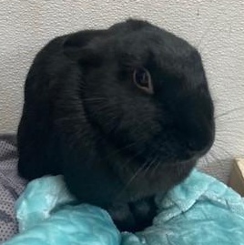 Enlarge Bonded pair Gambol (Male), Mother Nature (Female), a Adoptable Bunny Rabbit in Quilcene, WA image 3/4