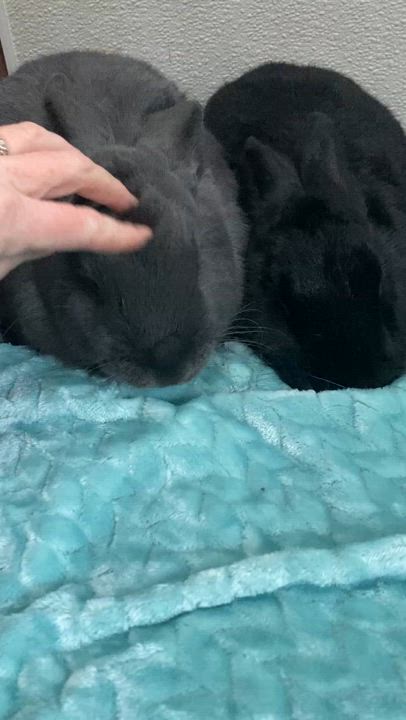 Enlarge Bonded pair Gambol (Male), Mother Nature (Female), a Adoptable Bunny Rabbit in Quilcene, WA video 1/4