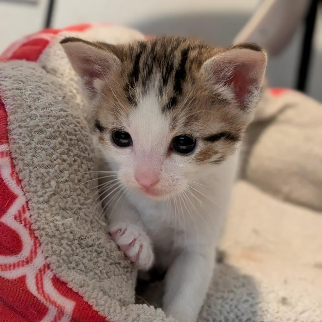 Bumble, Adoptable, Kitten Female Domestic Short Hair.