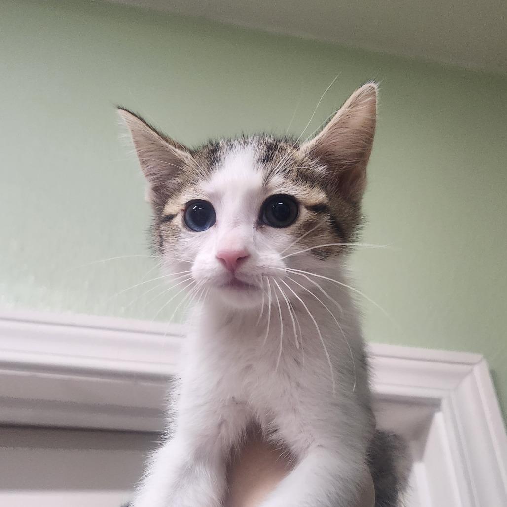 Enlarge Bumble, a Adoptable Domestic Short Hair in Pullman, WA image 2/3