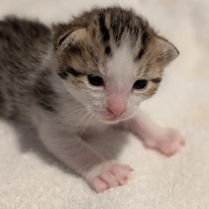 Enlarge Bumble, a Adoptable Domestic Short Hair in Pullman, WA image 3/3