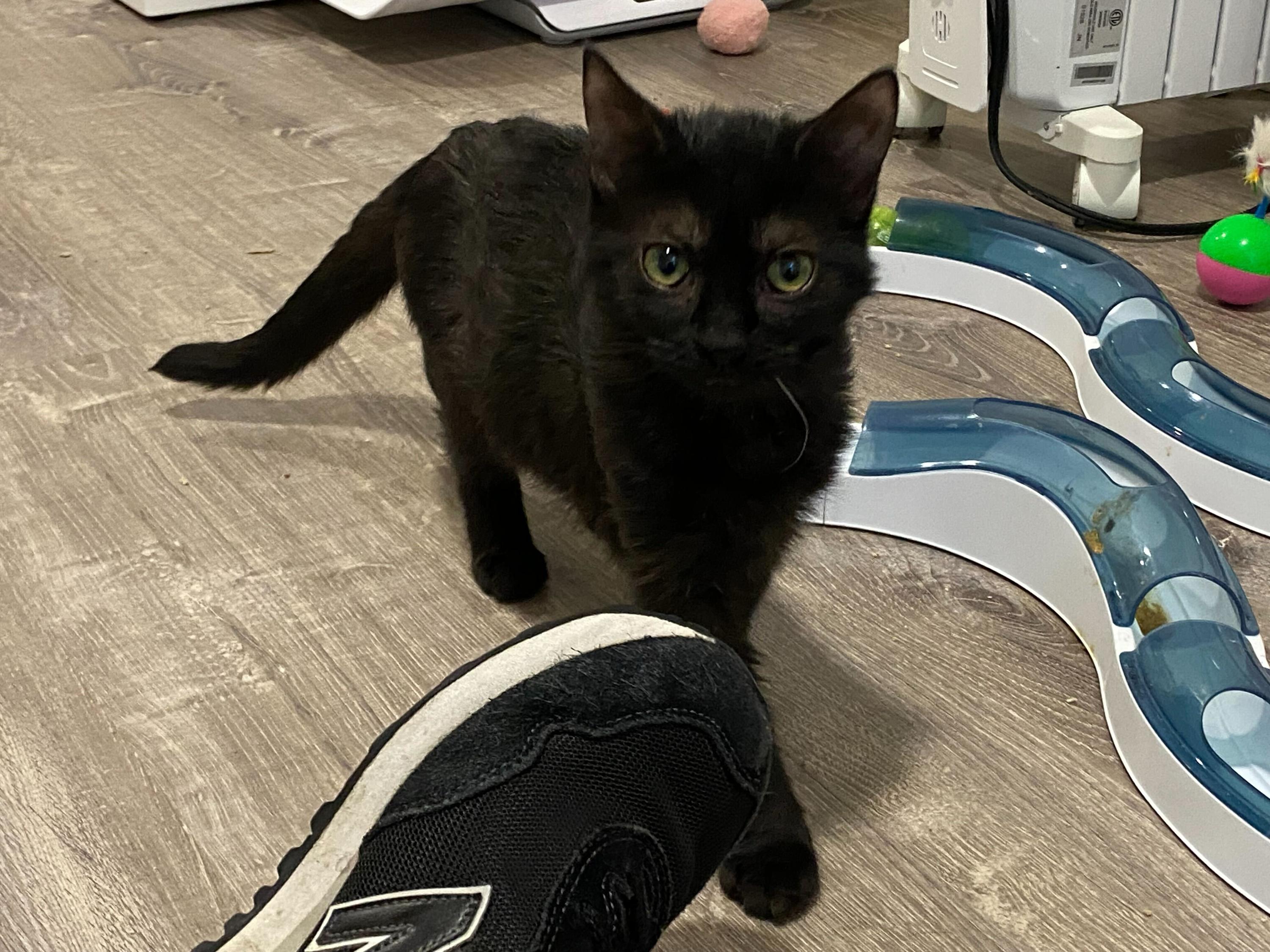 Freddie, a ADOPTABLE Domestic Short Hair in Seattle, WA image 1/2