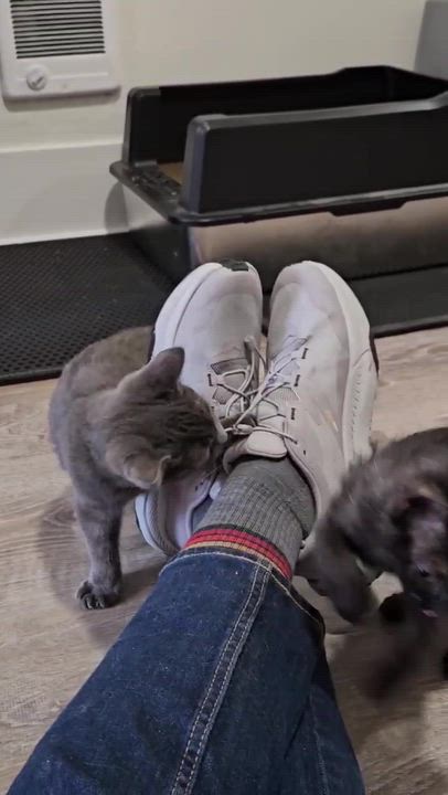 Enlarge Freddie, a ADOPTABLE Domestic Short Hair in Seattle, WA video 2/2