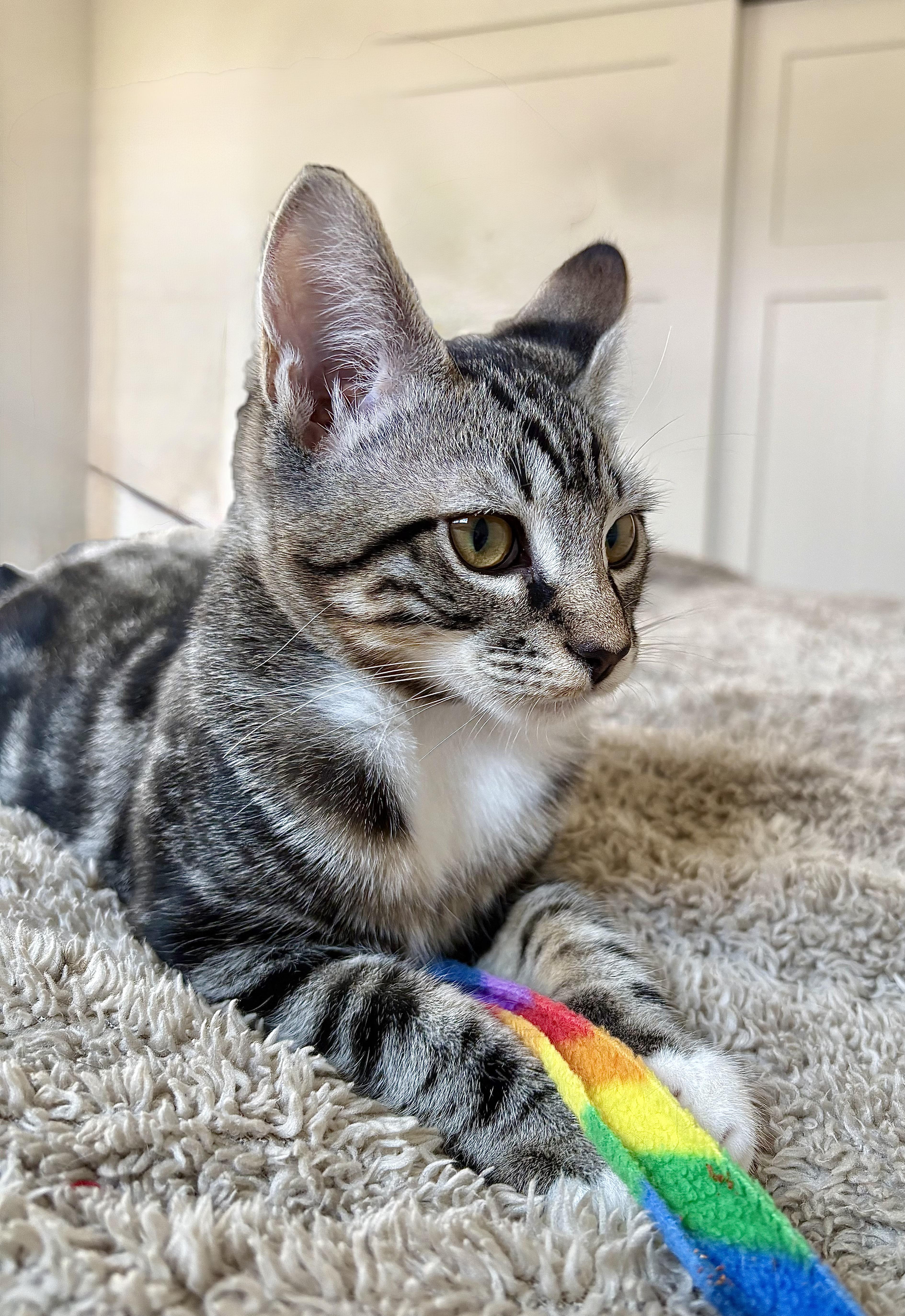 Enlarge Eddie - (bb), a Adoptable mixed breed in Burlington, WA image 3/3