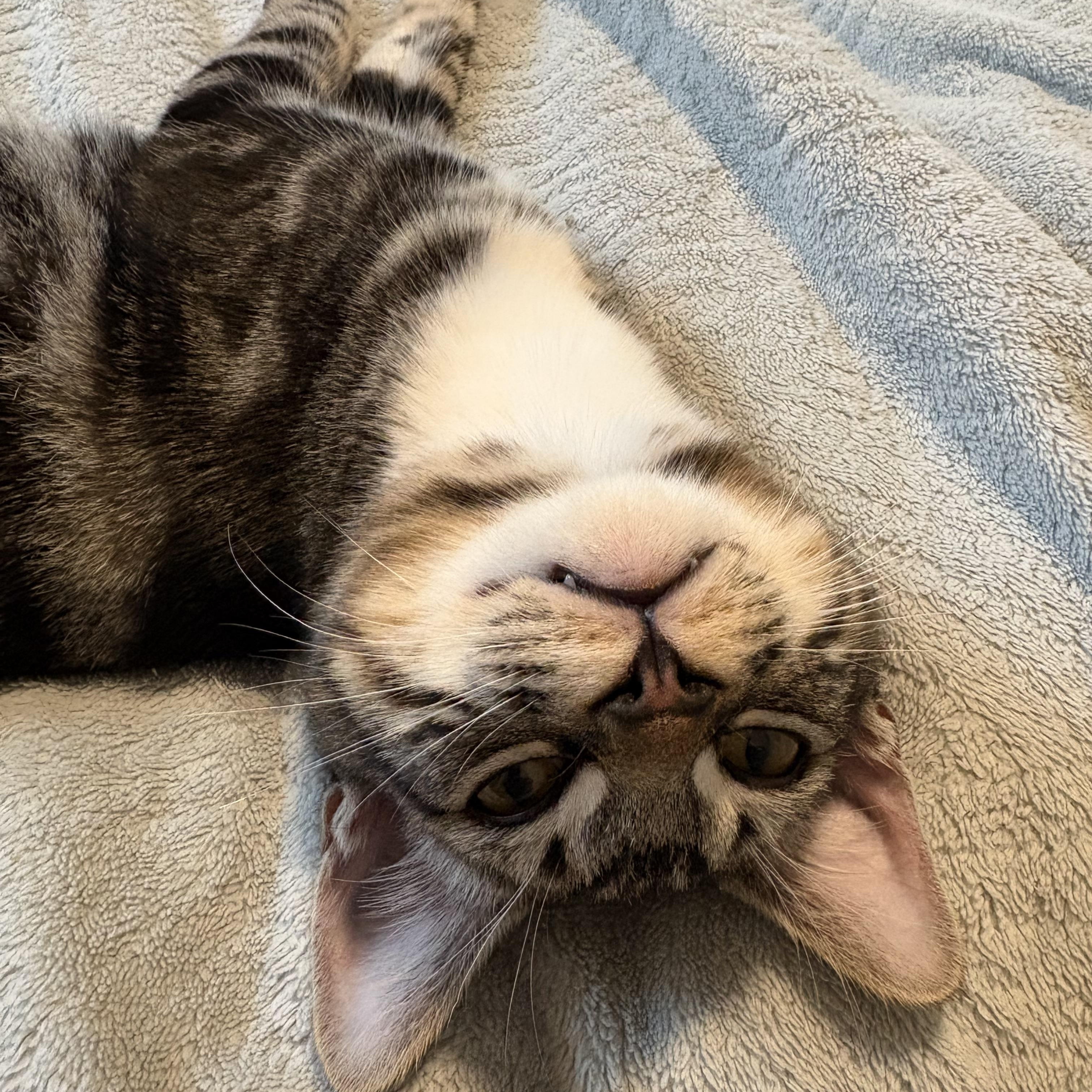 Eddie - (bb), Adoptable, Kitten Male Domestic Short Hair & Tabby.