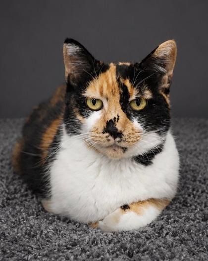 Noodles, a Adoptable mixed breed in Fresno, CA image 1/2