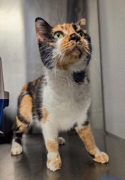 Noodles, a Adoptable mixed breed in Fresno, CA image 2/2