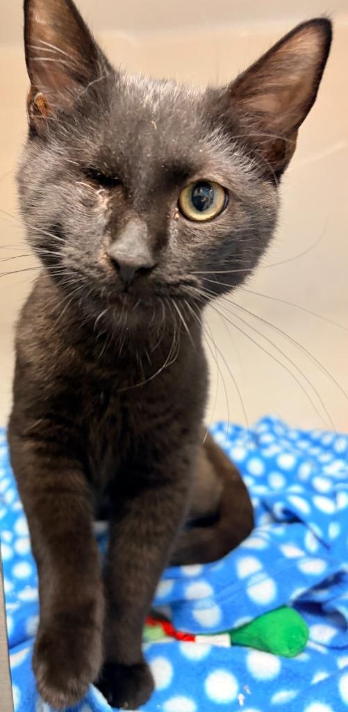 Eyevan, Adoptable, Kitten Male Domestic Short Hair.