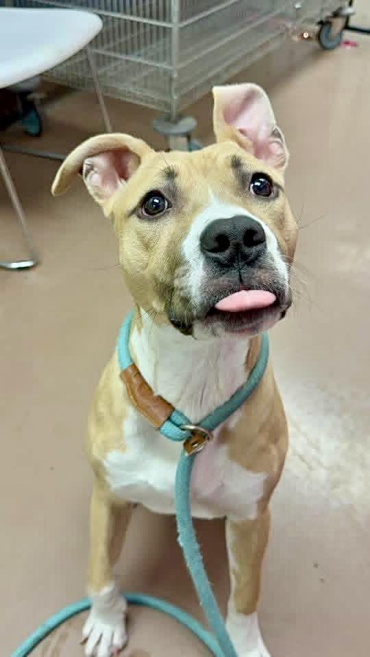 Hartlynn — thumbnail 3