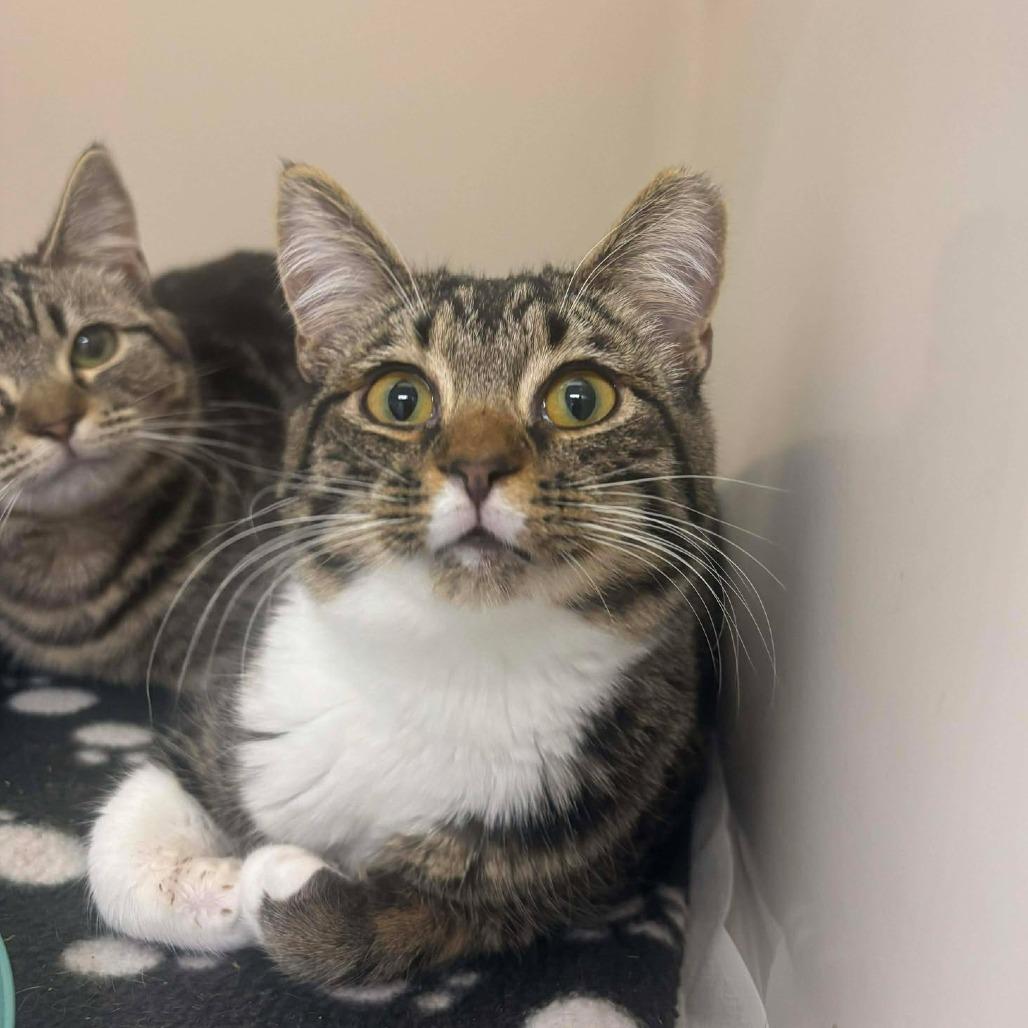 Cedar, Adoptable, Young Female Domestic Short Hair.