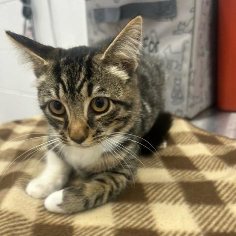 Cedar, Adoptable, Young Female Domestic Short Hair.