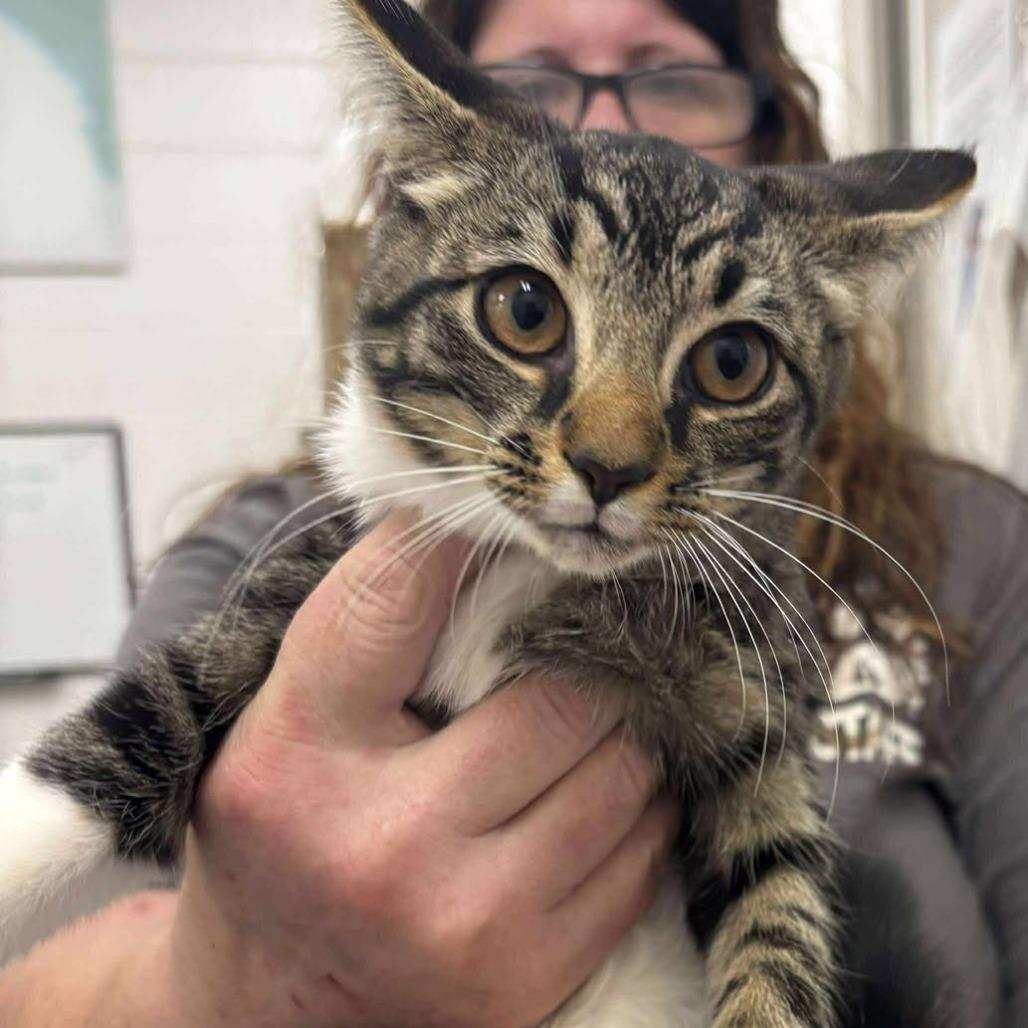 Cedar, a Adoptable Domestic Short Hair in Rocky Mount, VA image 2/2