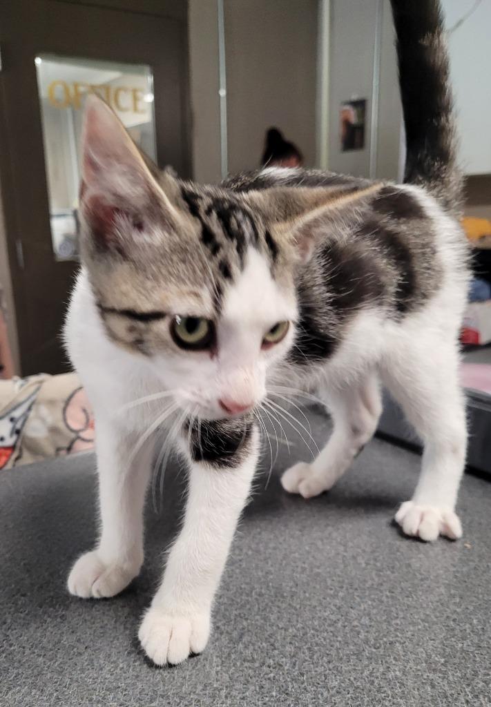 Newton, Adoptable, Kitten Male Domestic Short Hair.
