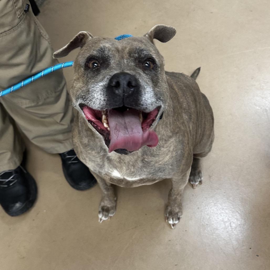 Enlarge Jasmine (BONDED WITH JASPER) (SPONSORED), a Adoptable Mixed Breed in Gadsden, AL image 2/6