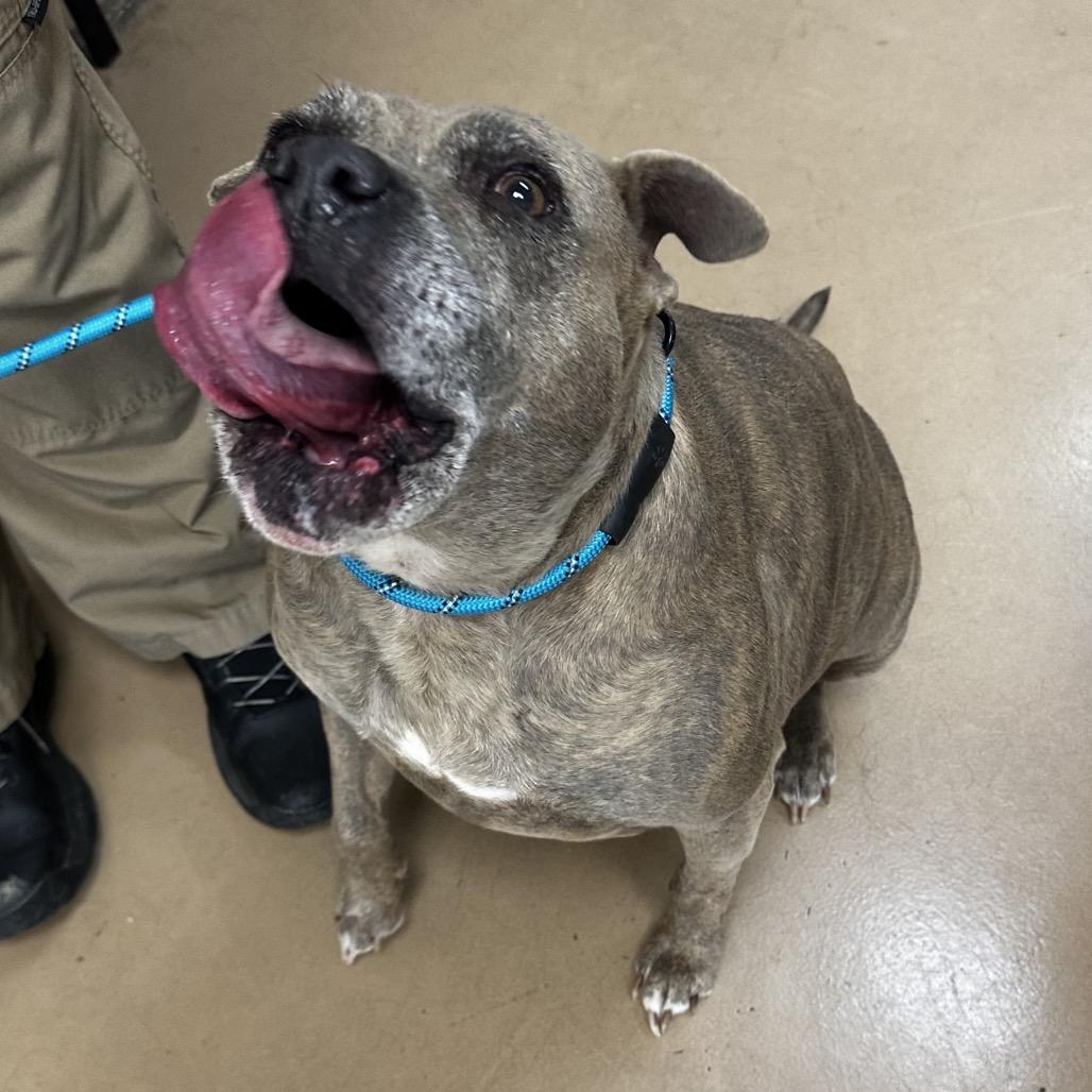 Enlarge Jasmine (BONDED WITH JASPER) (SPONSORED), a Adoptable Mixed Breed in Gadsden, AL image 3/6