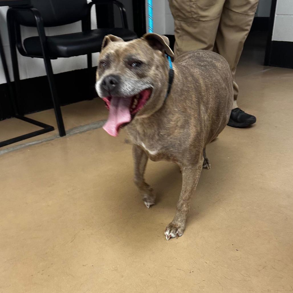 Enlarge Jasmine (BONDED WITH JASPER) (SPONSORED), a Adoptable Mixed Breed in Gadsden, AL image 5/6