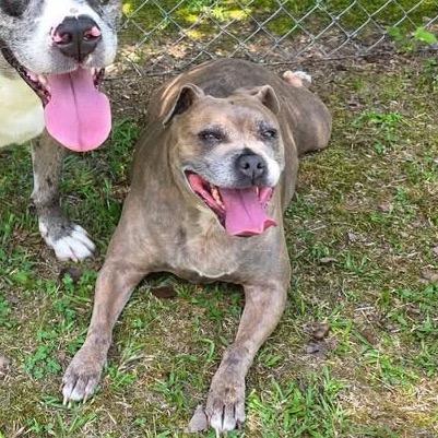 Enlarge Jasmine (BONDED WITH JASPER) (SPONSORED), a Adoptable Mixed Breed in Gadsden, AL image 6/6
