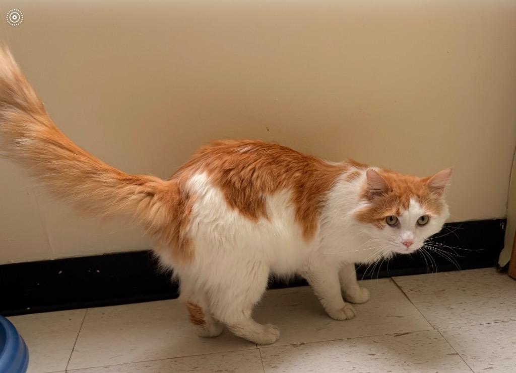 ENZO (CHARLIE), Adopted, Adult Male Domestic Long Hair.