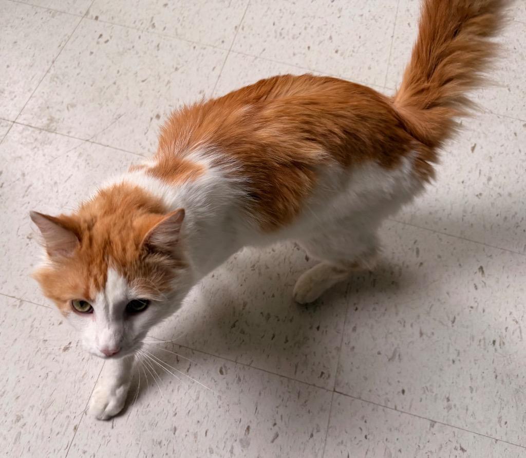 Enlarge ENZO (CHARLIE), a Adopted mixed breed in Muskegon, MI image 2/6