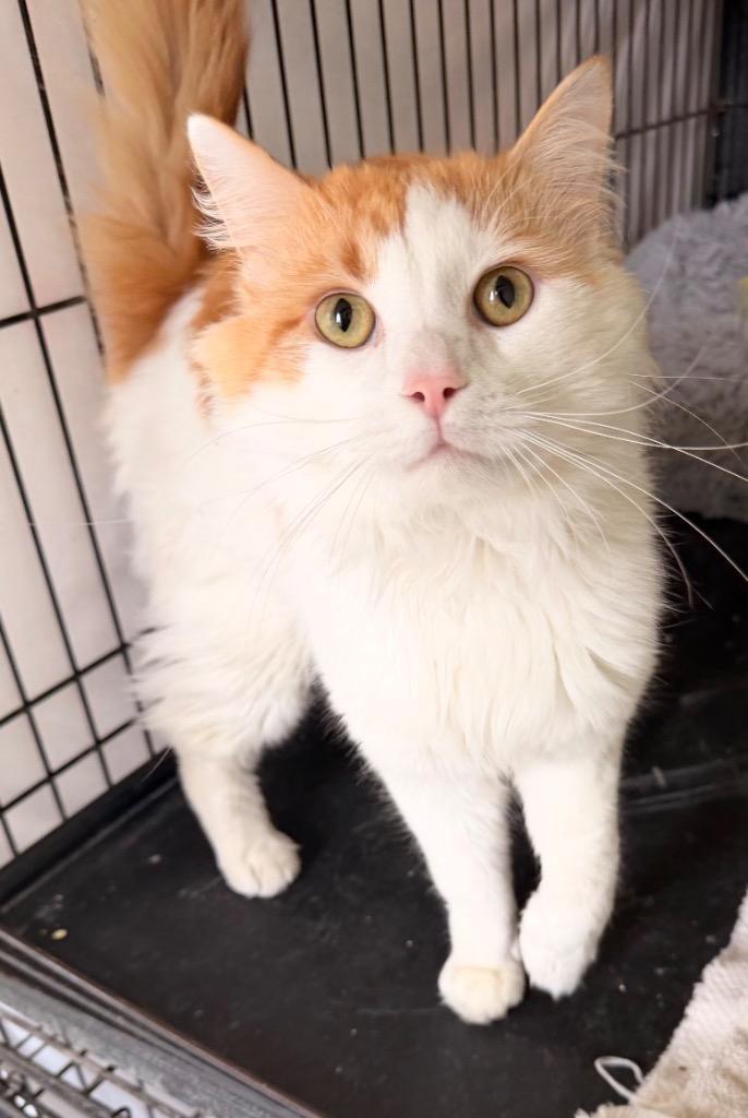 Enlarge ENZO (CHARLIE), a Adopted mixed breed in Muskegon, MI image 3/6