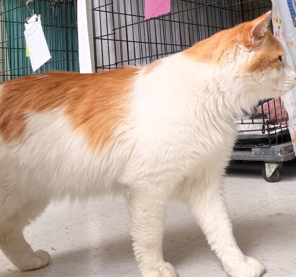 Enlarge ENZO (CHARLIE), a Adopted mixed breed in Muskegon, MI image 4/6