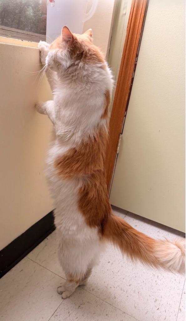 Enlarge ENZO (CHARLIE), a Adopted mixed breed in Muskegon, MI image 5/6