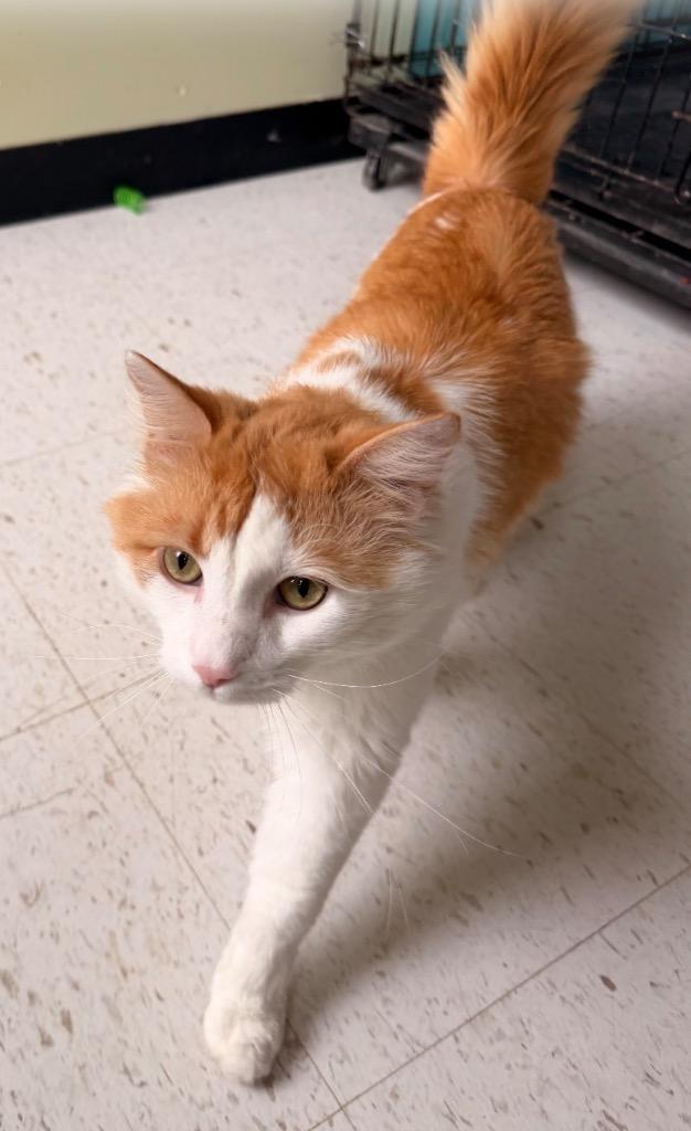 Enlarge ENZO (CHARLIE), a Adopted mixed breed in Muskegon, MI image 6/6