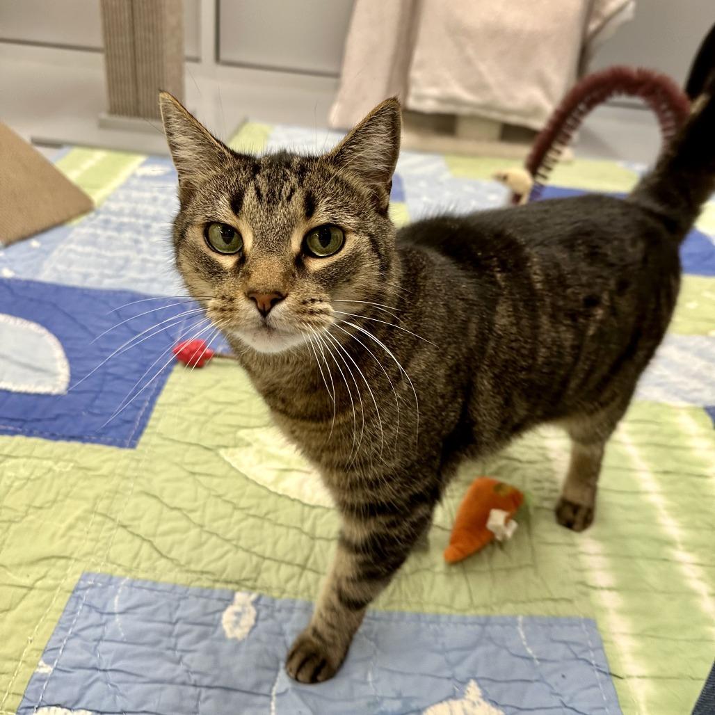 Max, Adoptable, Senior Male Domestic Short Hair.