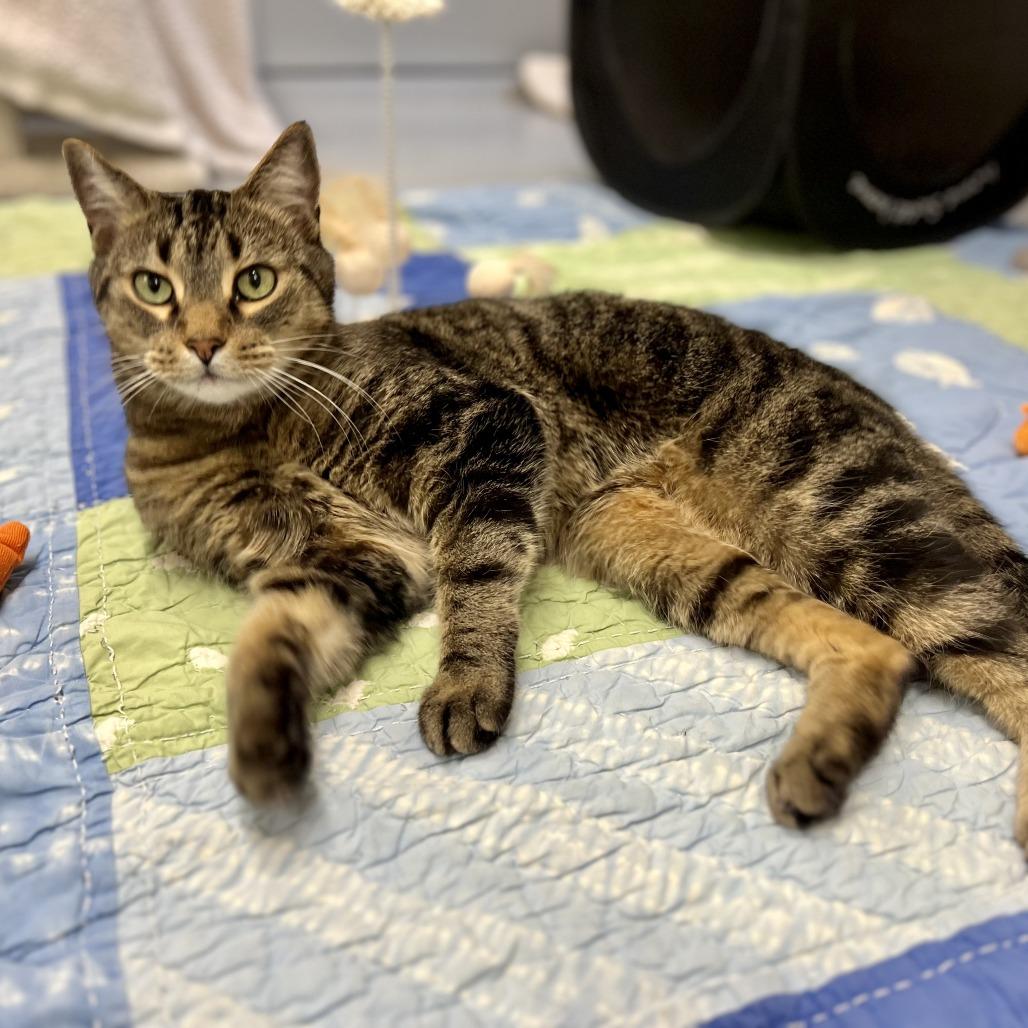 Enlarge Max, a Adoptable Domestic Short Hair in Bedford, NH image 2/3