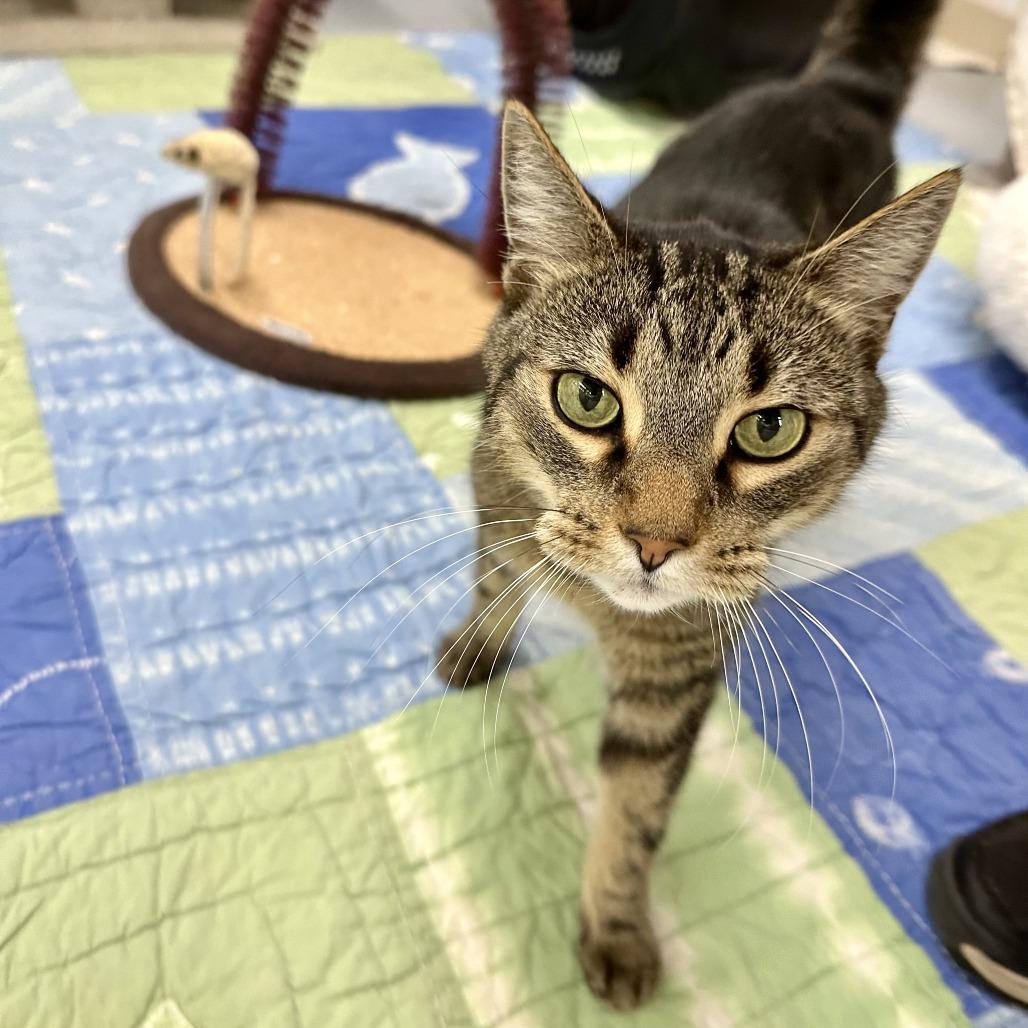 Enlarge Max, a Adoptable Domestic Short Hair in Bedford, NH image 3/3