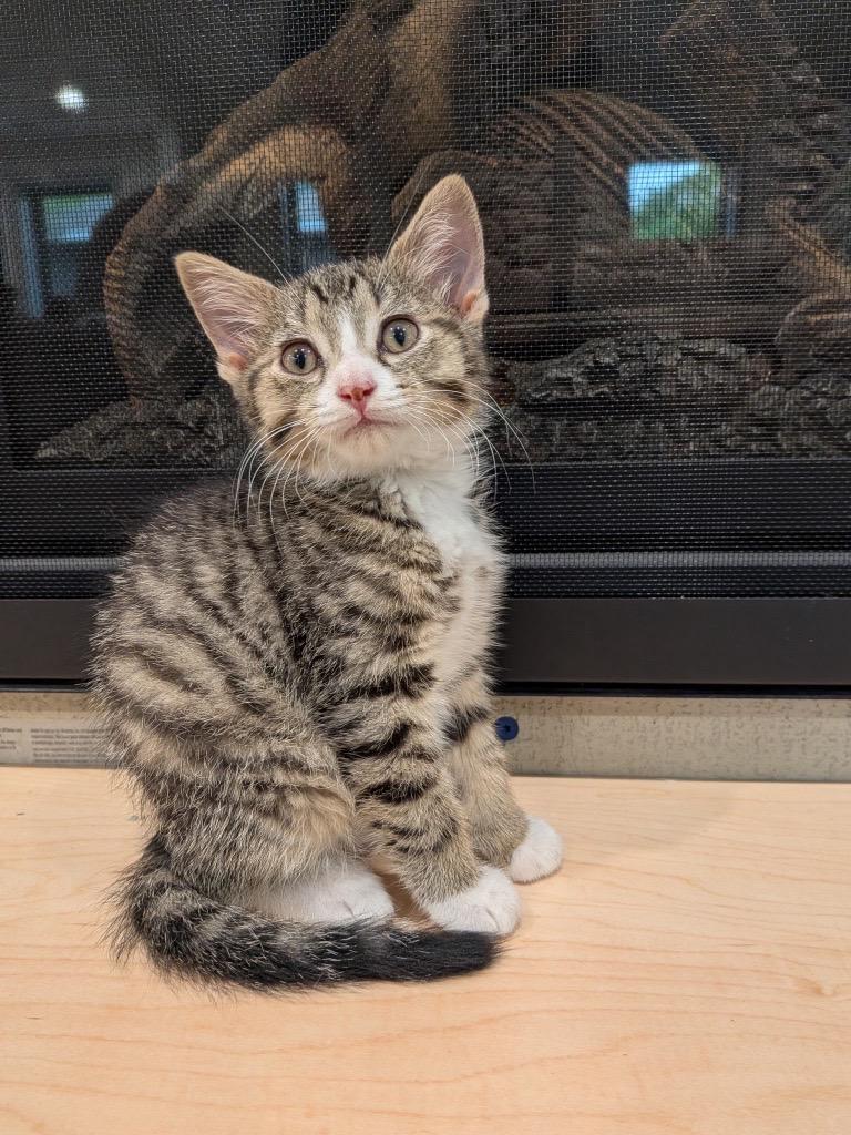 Mojito, an adopted Domestic Short Hair in Burnsville, MN image 3/4