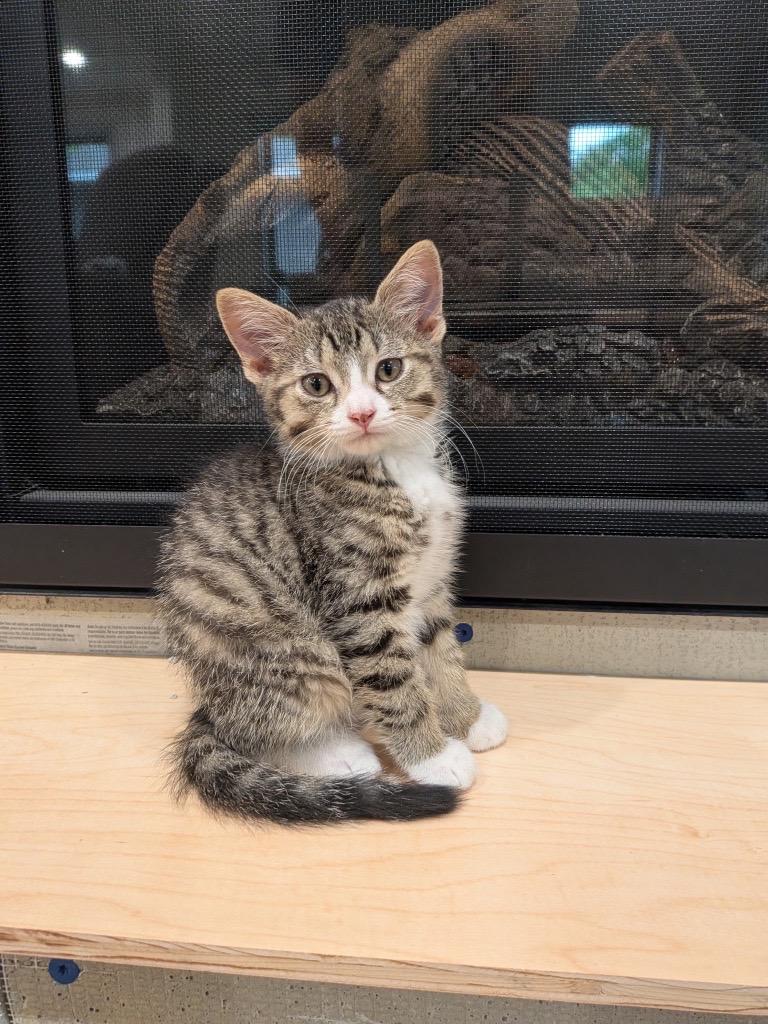 Mojito, adopted, Kitten Male Domestic Short Hair.