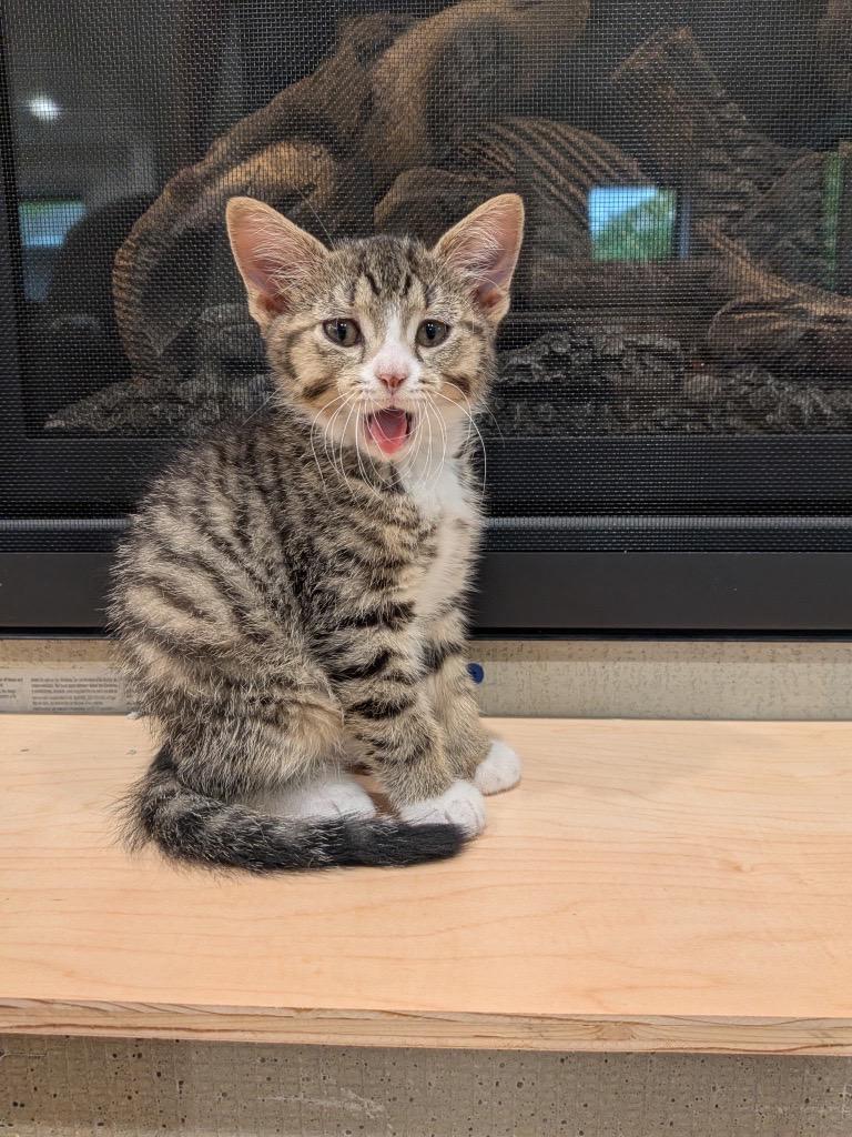Mojito, an adopted Domestic Short Hair in Burnsville, MN image 4/4
