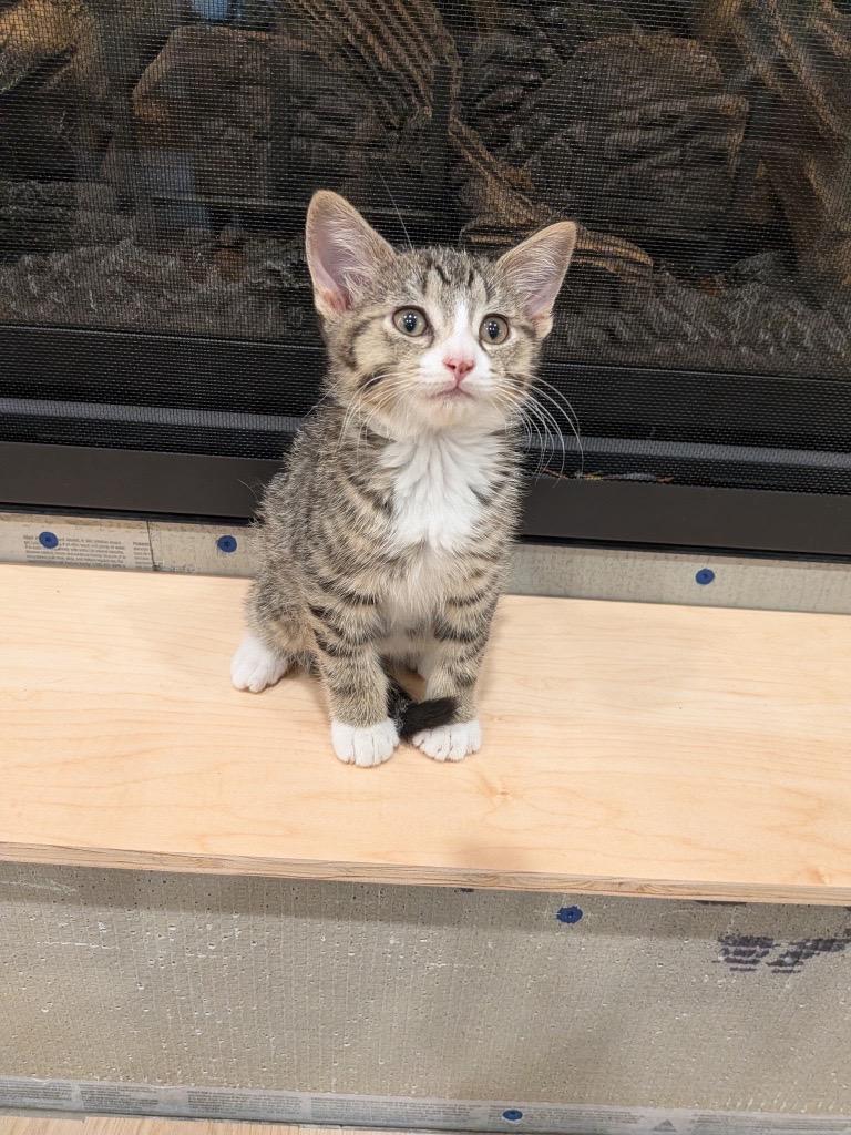 Mojito, an adopted Domestic Short Hair in Burnsville, MN image 2/4
